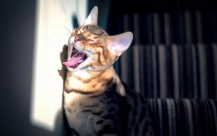 精选搞怪萌猫桌面壁纸
