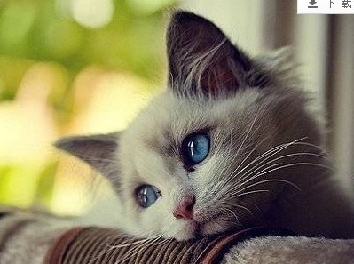 搞笑而又可爱的猫咪