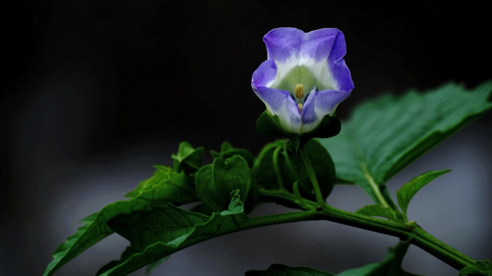 紫色唯美花朵图片