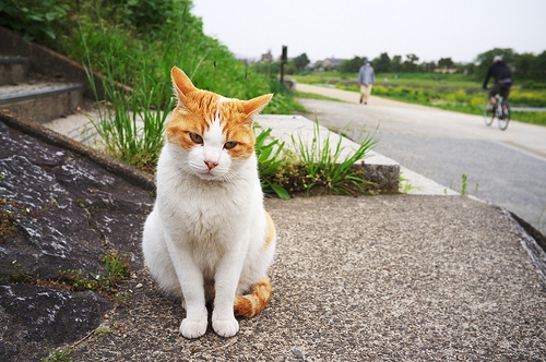 猫，孤独而优雅。
