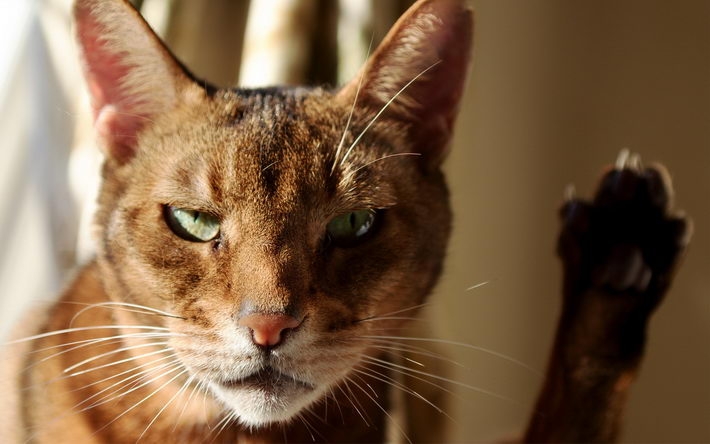 精选搞怪萌猫桌面壁纸