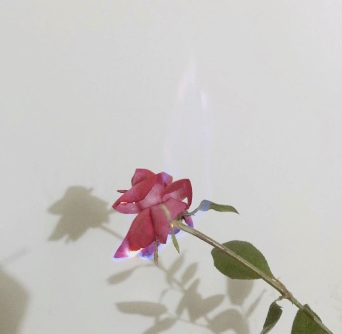 一束玫瑰花系列图片唯美大全 玫瑰花图片大全唯美壁纸