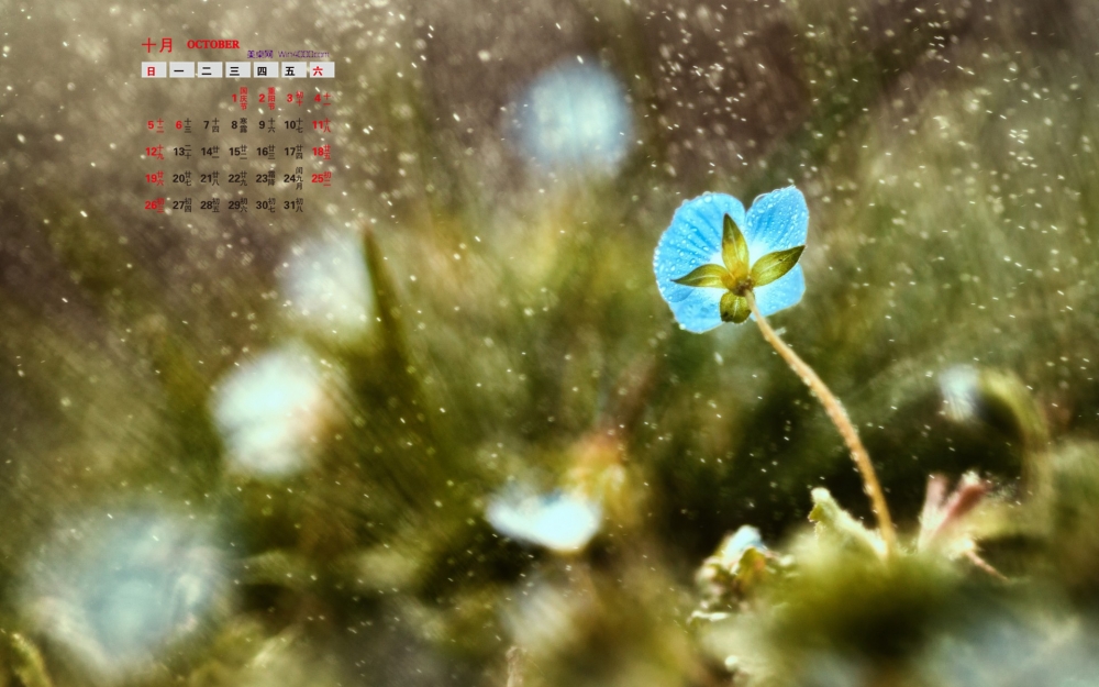 2014年10月日历壁纸高清唯美风雨飘摇中的花朵特写