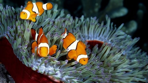 珊瑚丛中的海葵鱼