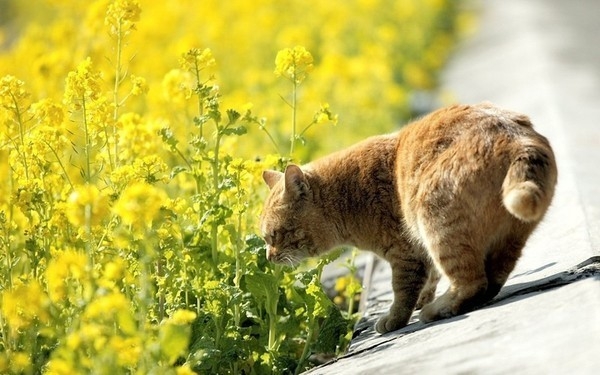 猫，孤独而优雅。