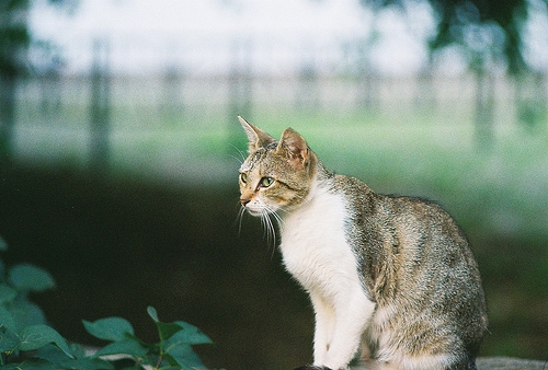 猫，孤独而优雅。