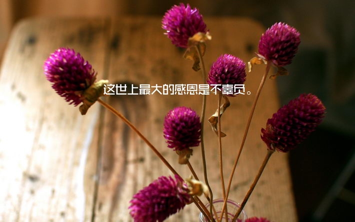 小清新感恩节文字电脑壁纸