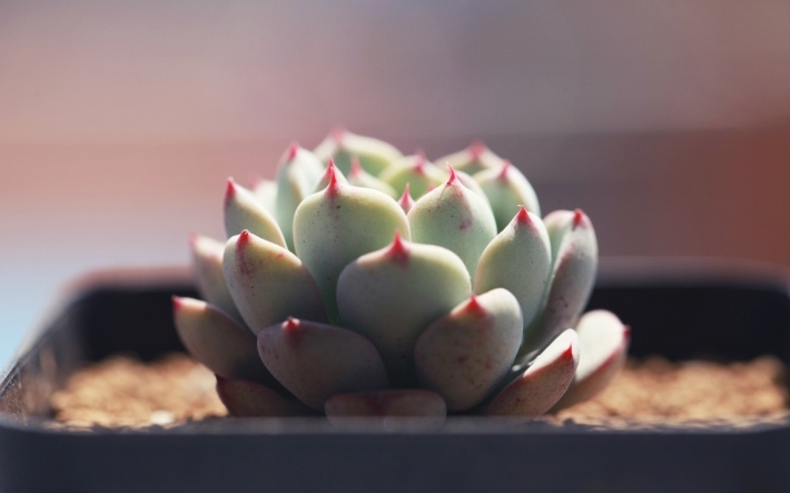 多肉植物清新图片桌面壁纸