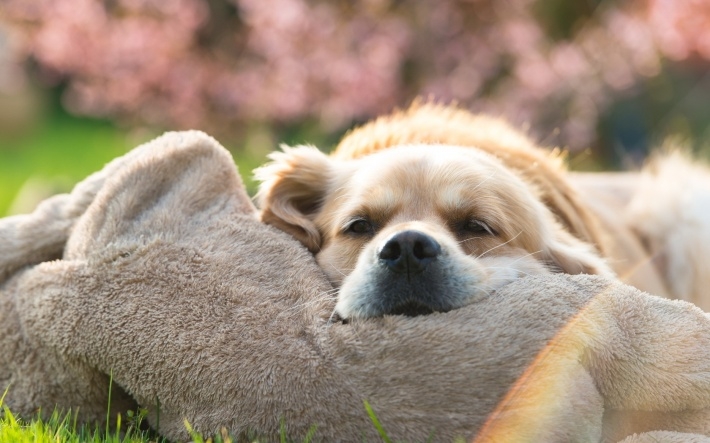 黄金猎犬图片win8桌面壁纸