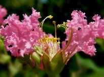 花的蕊