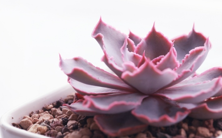多肉植物清新图片桌面壁纸