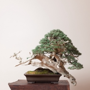 植物图片，小盆景