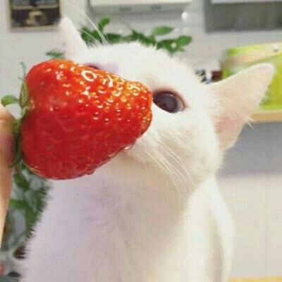 亦暖：他的猫♡