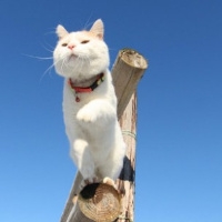 可爱猫咪图片头像
