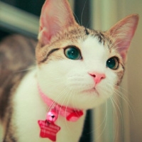 可爱猫咪图片头像