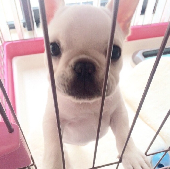 沐子：丑萌丑萌的小法斗请和我做朋友吧