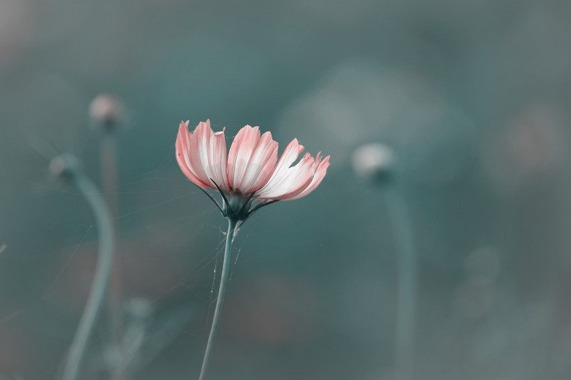 调色波斯菊图片