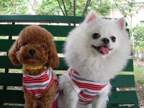 好看可爱的博美犬