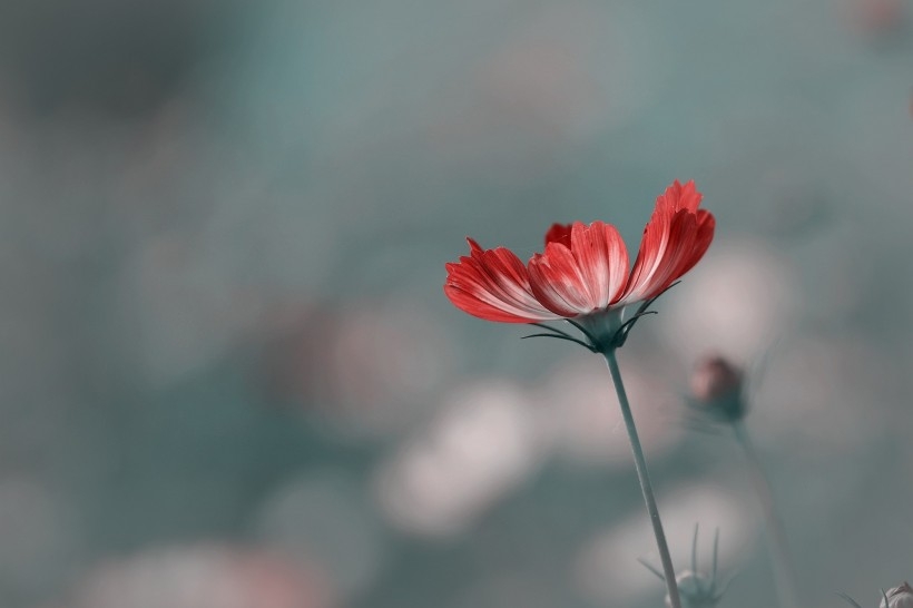调色波斯菊图片