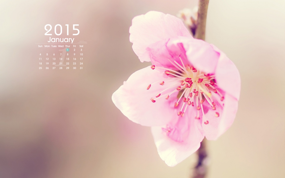 2015年1月日历清新唯美自然的花卉欣赏高清电脑桌面壁纸下载