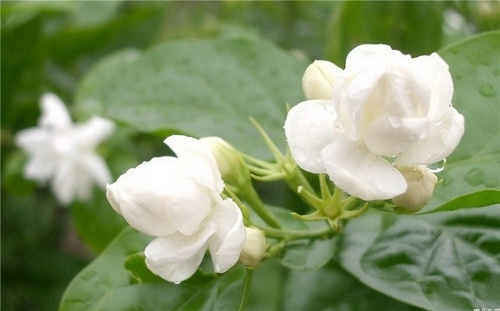 那一片茉莉花花开的芬芳 微信背景图片