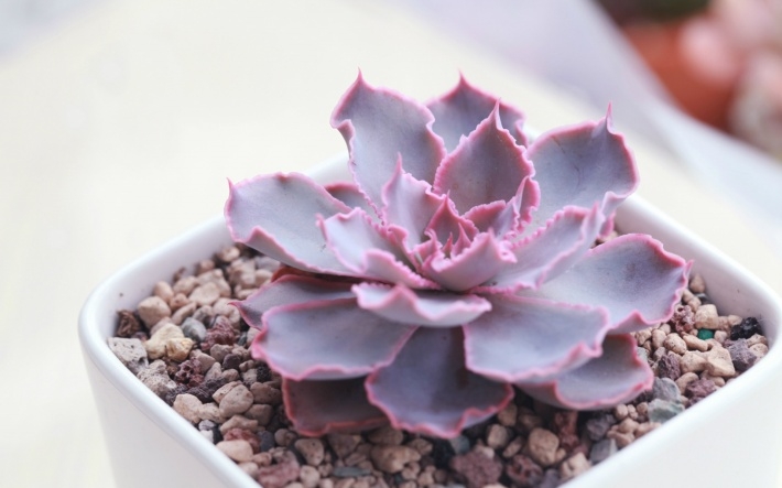 多肉植物清新图片桌面壁纸