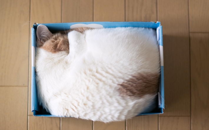 精选搞怪萌猫桌面壁纸