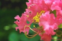 花的蕊