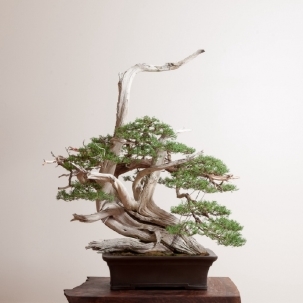 植物图片，小盆景
