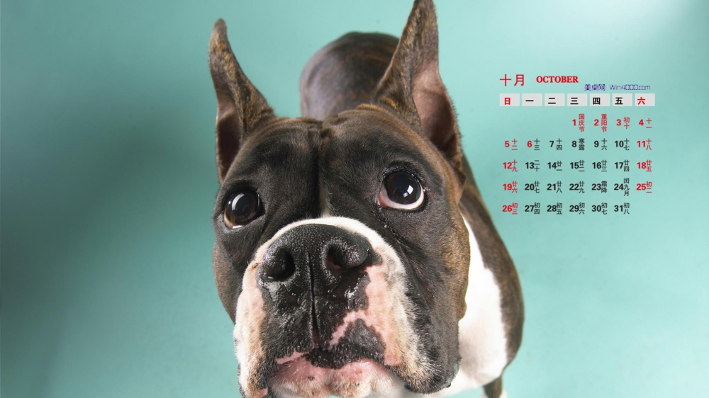 2014年10月日历桌面壁纸超萌的可爱小狗图片