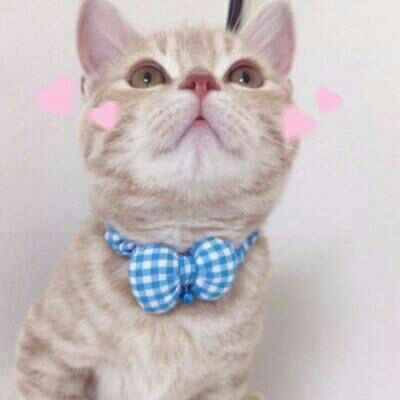 亦暖：他的猫♡