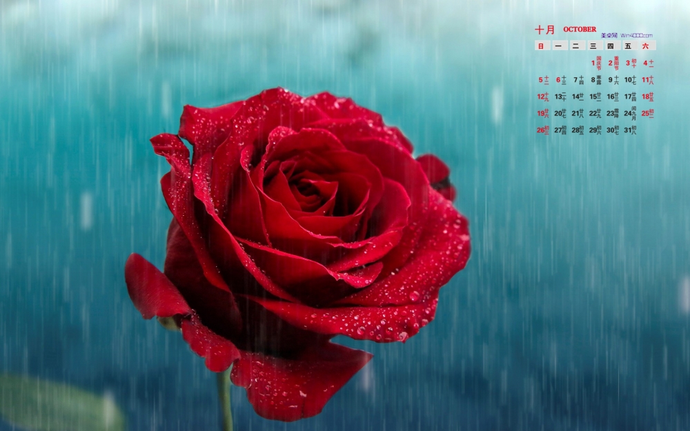 2014年10月日历壁纸高清唯美风雨飘摇中的花朵特写