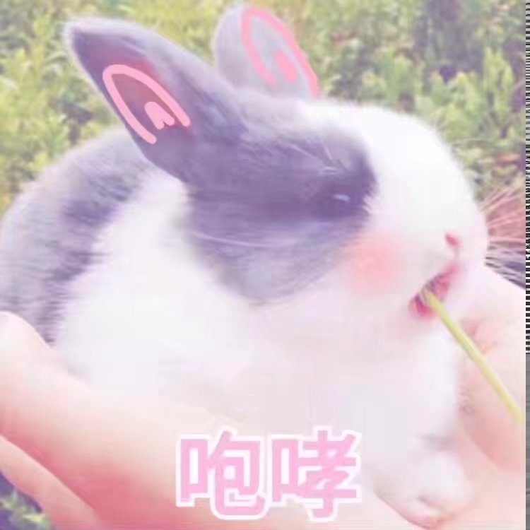 我快是一只废兔兔了