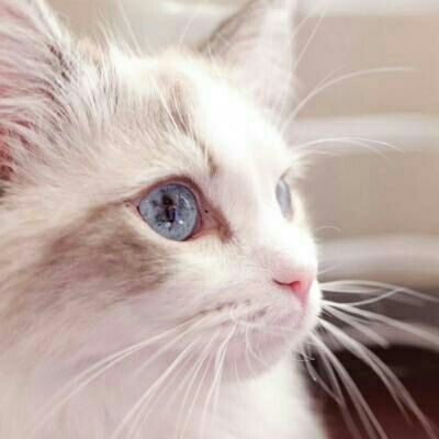 亦暖：他的猫♡