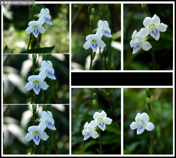 清新素雅的紫白色兰花花草图片