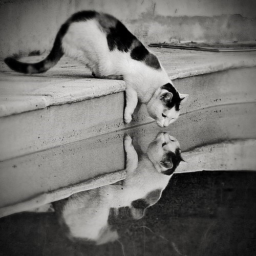猫，孤独而优雅。