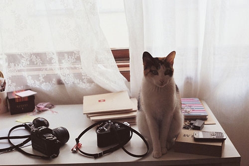 安雅琪分享猫咪图片
