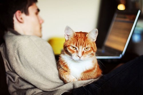 猫，孤独而优雅。