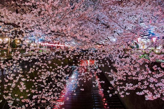 美丽的樱花花海风景图片