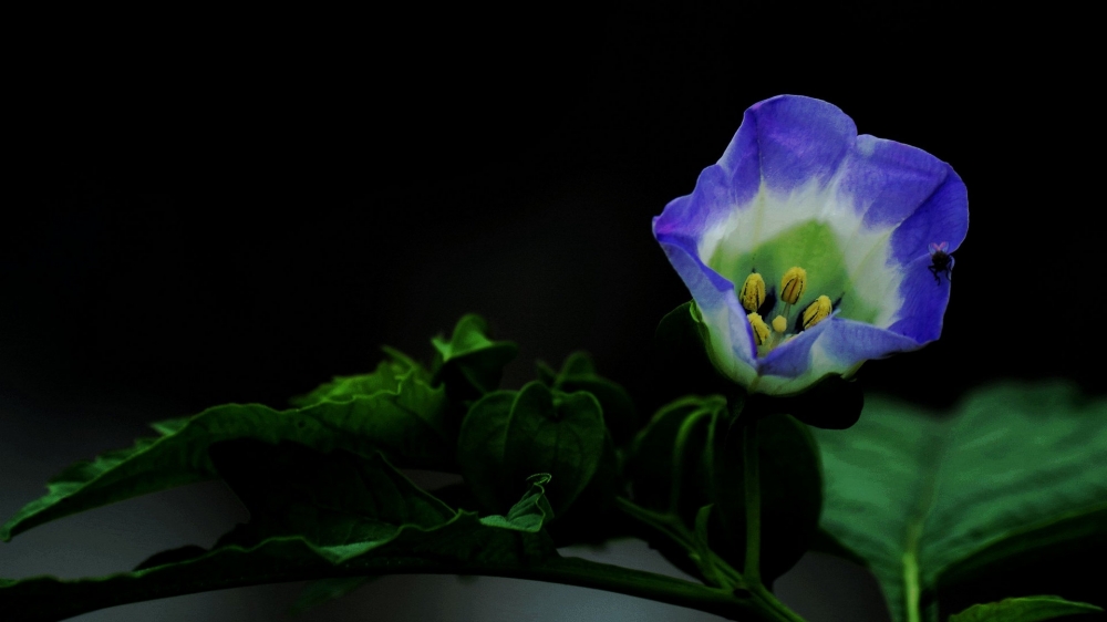 紫色唯美花朵图片