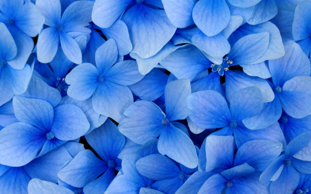蓝色花卉特写高清壁纸