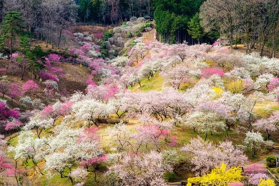 美丽的樱花花海风景图片