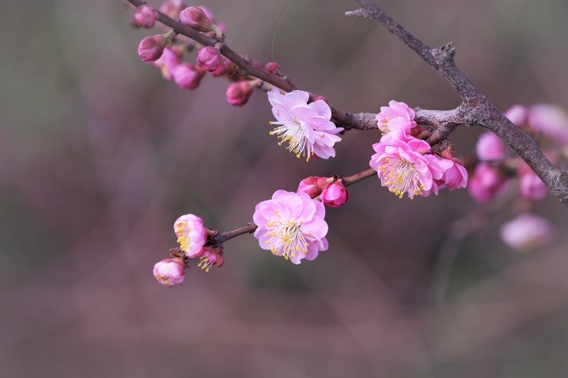 红色梅花图片