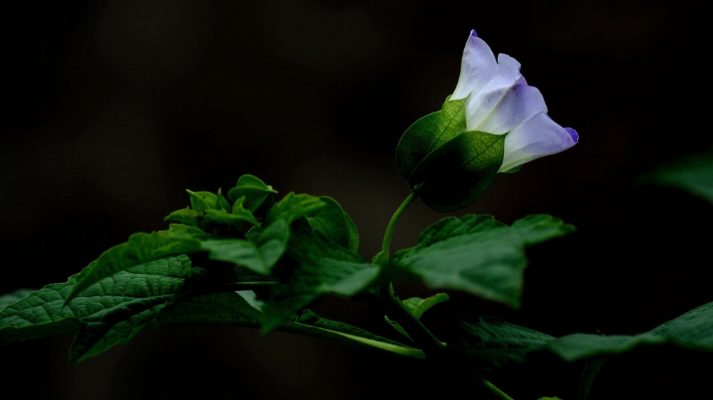紫色唯美花朵图片