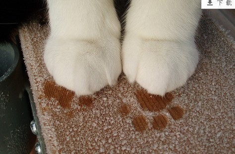 搞笑而又可爱的猫咪