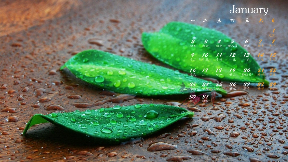 2017年1月树叶水滴植物护眼高清桌面日历壁纸