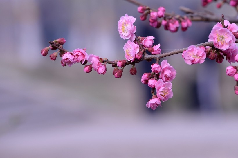 红色梅花图片