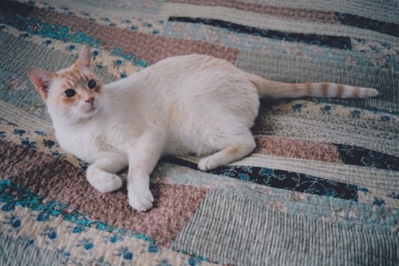 猫，孤独而优雅。
