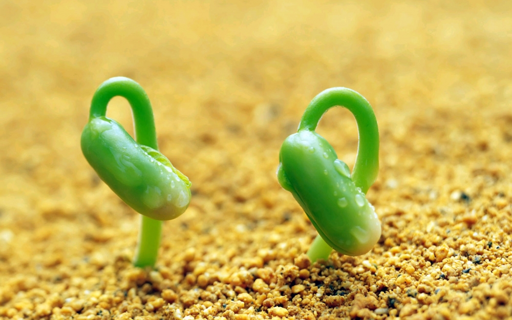 绿色护眼小清新植物嫩芽图片桌面壁纸