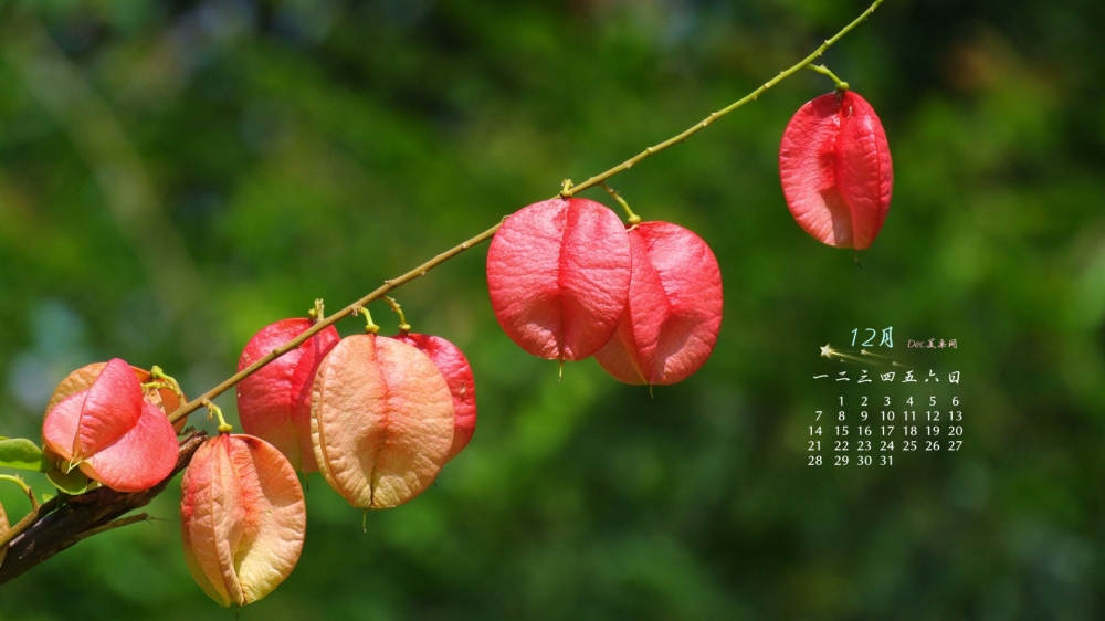 2015年12月日历栾树花摄影高清桌面壁纸下载2